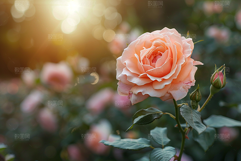 月季花花卉蔷薇素材