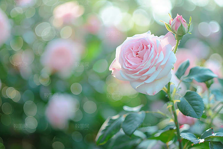 月季花花卉唯美素材