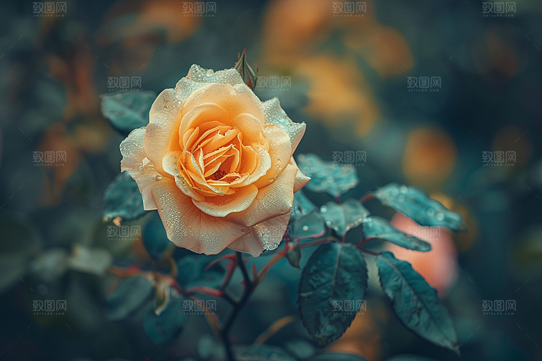 月季花唯美高清素材