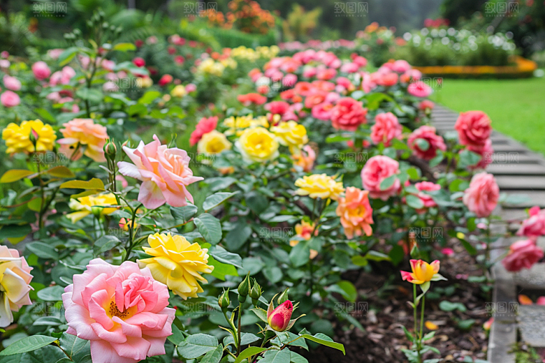 月季花彩色高清素材