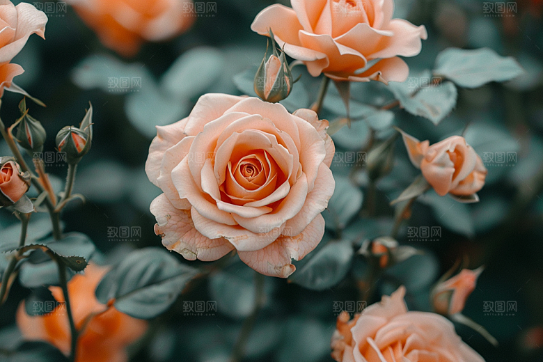 月季花玫瑰藤月素材
