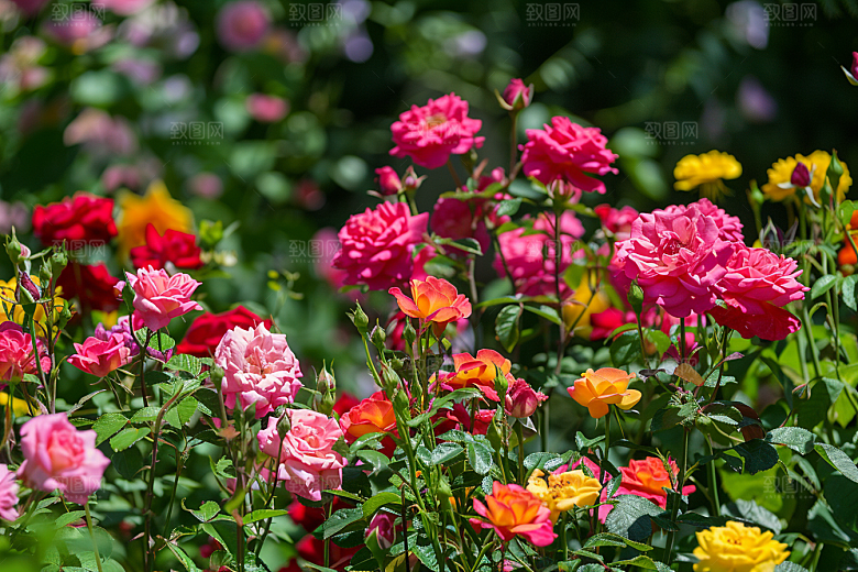 月季花藤月玫瑰素材