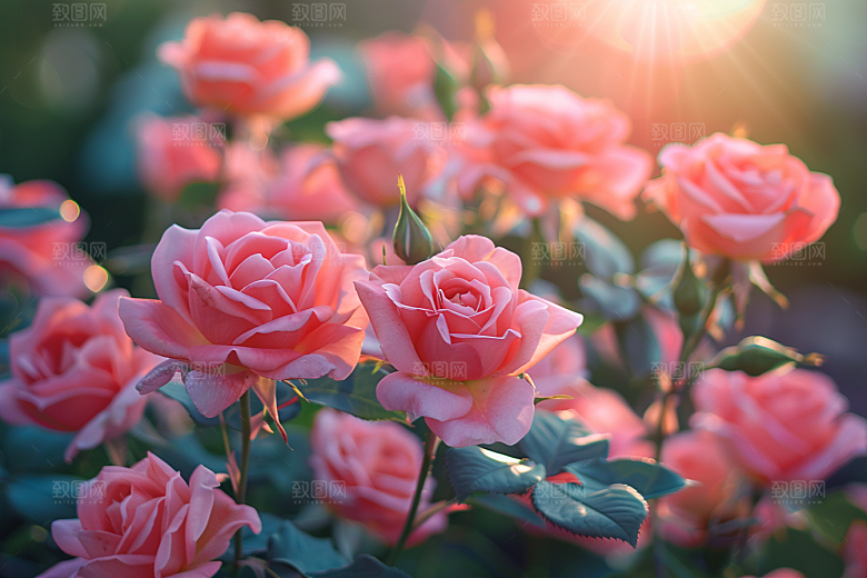 月季花玫瑰欧月素材