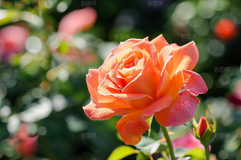 月季花高清玫瑰素材