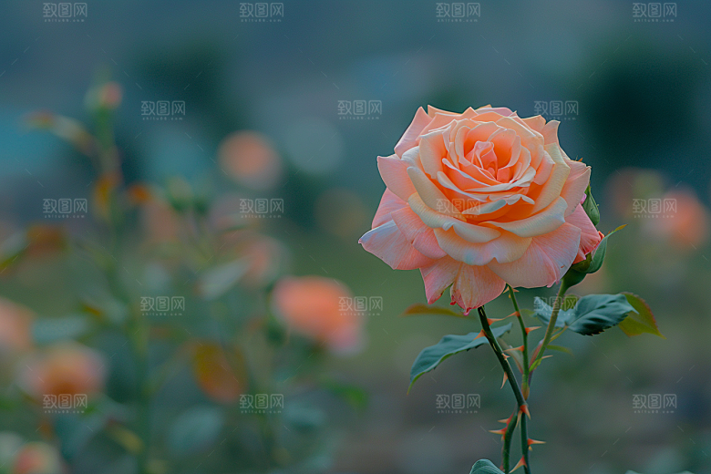 月季花花卉玫瑰素材