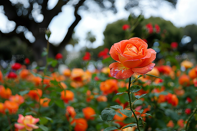 月季花彩色植物素材