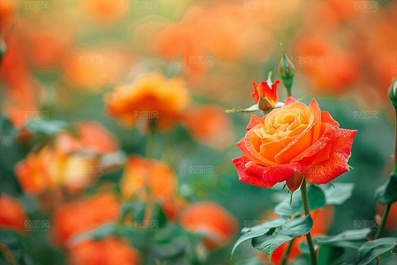月季花欧月唯美素材