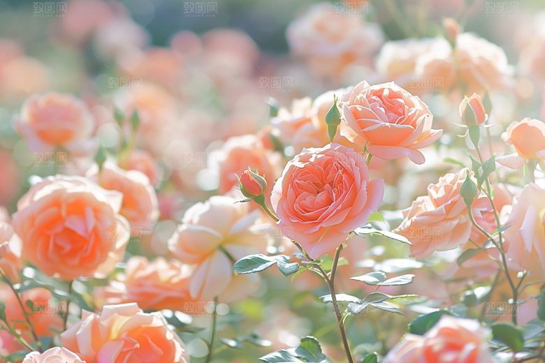 月季花藤月花朵素材
