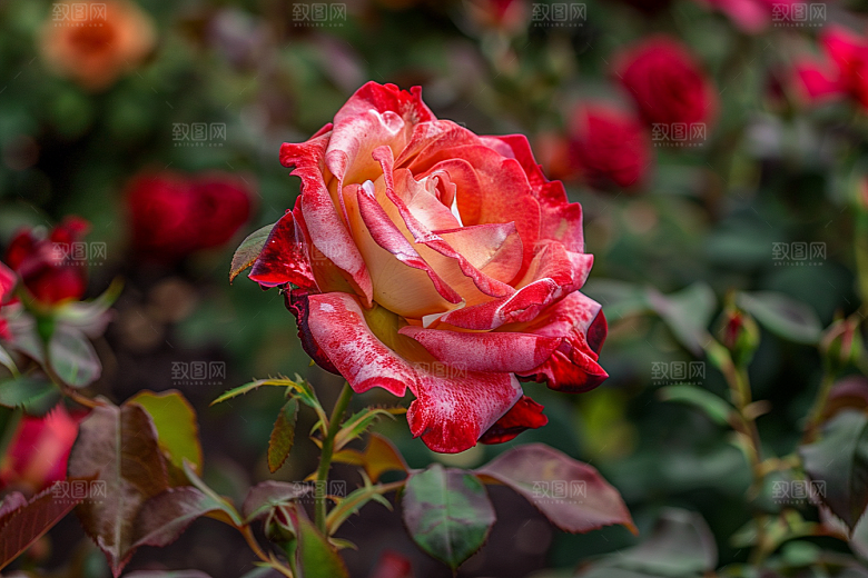月季花高清欧月素材