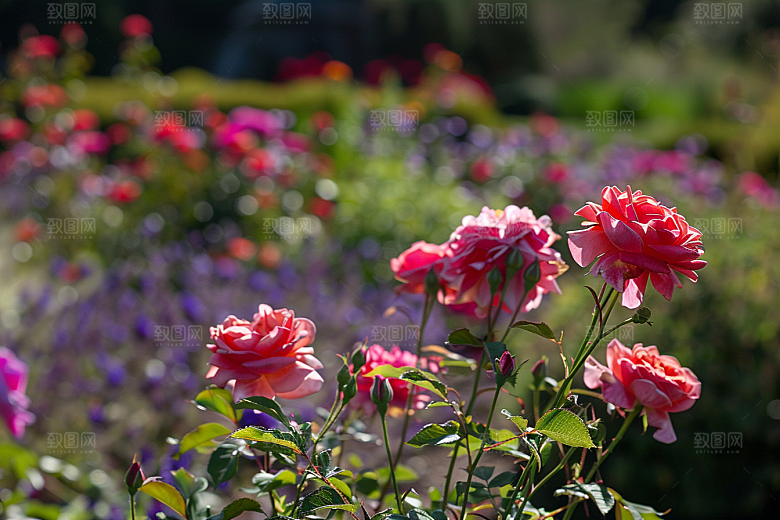 月季花花朵欧月素材