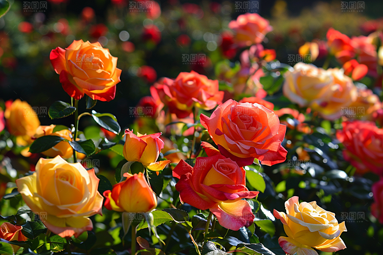 月季花蔷薇欧月素材