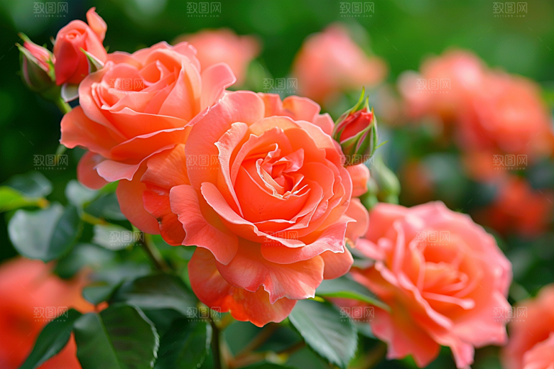 月季花藤月蔷薇素材