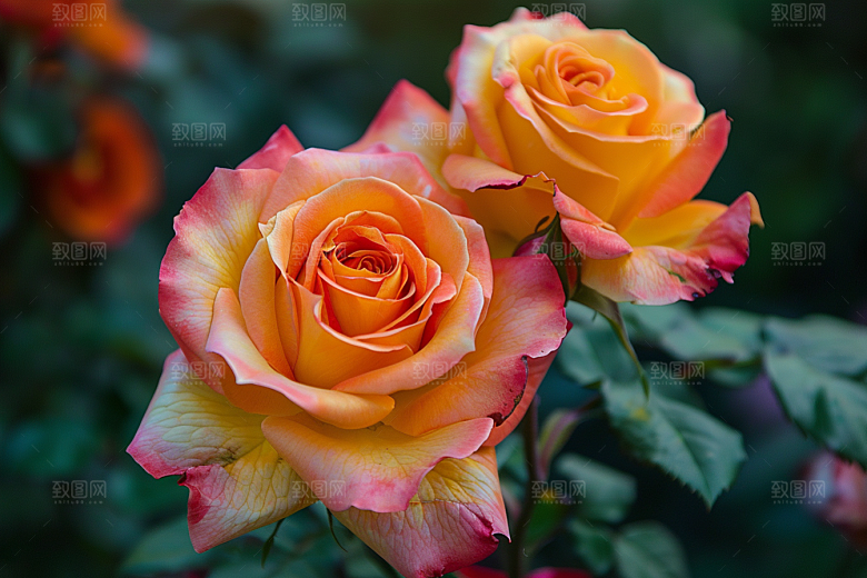 月季花唯美欧月素材