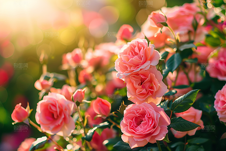 月季花高清花卉素材