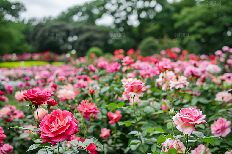 月季花蔷薇花朵素材