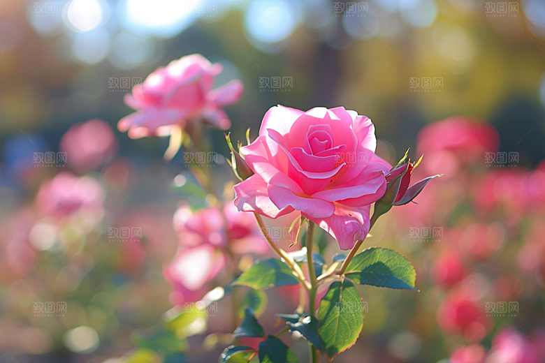 月季花蔷薇唯美素材