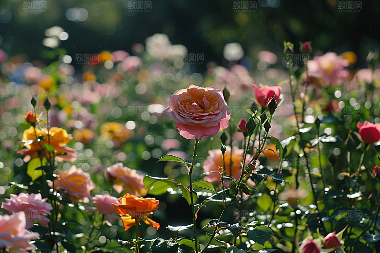 月季花玫瑰高清素材
