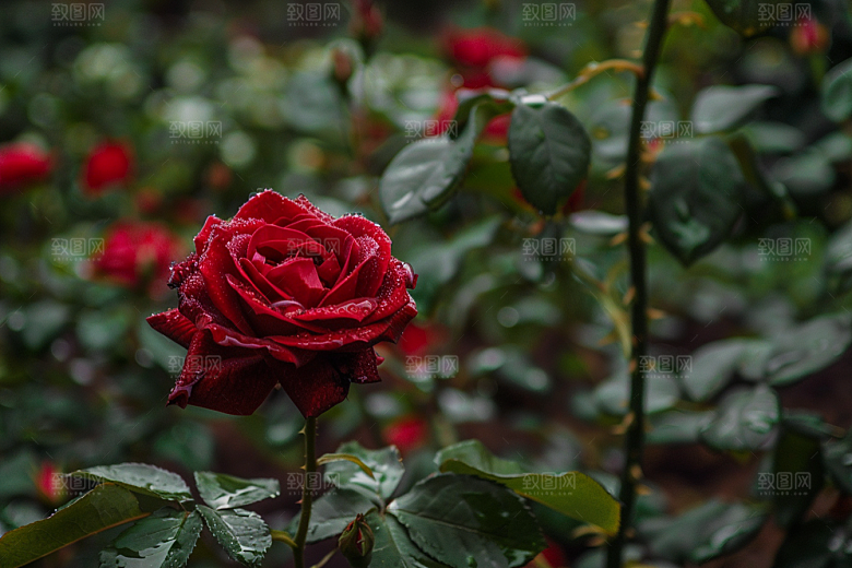 月季花高清花朵素材