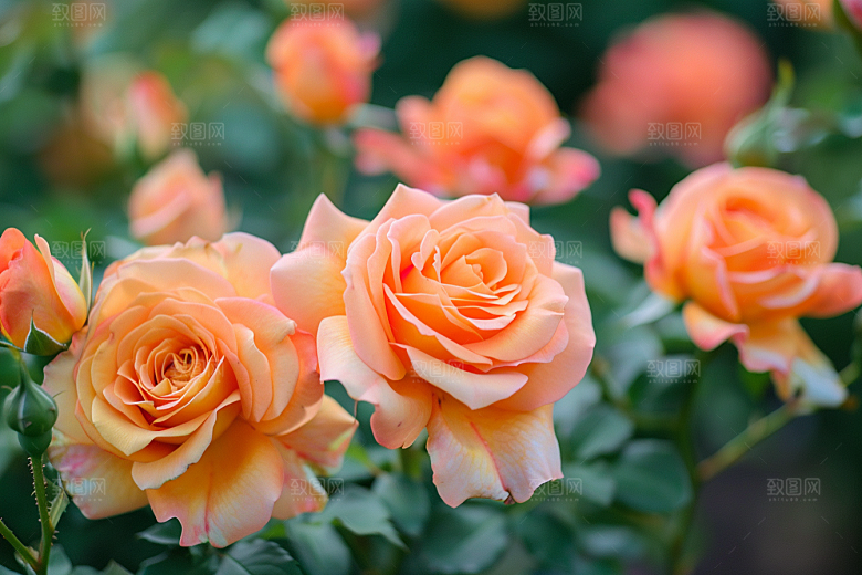 月季花花朵蔷薇素材