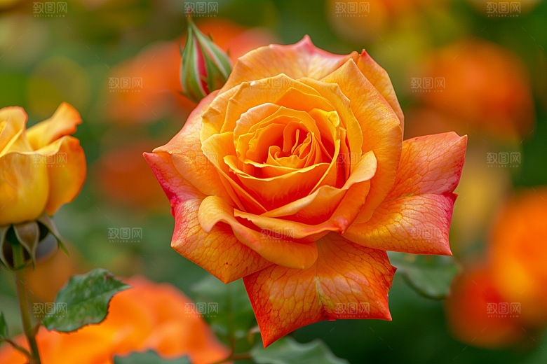 月季花彩色花朵素材