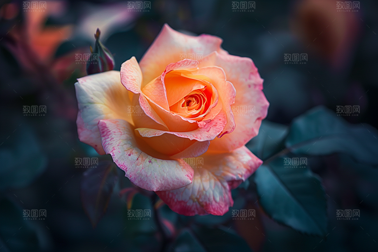 月季花玫瑰唯美素材
