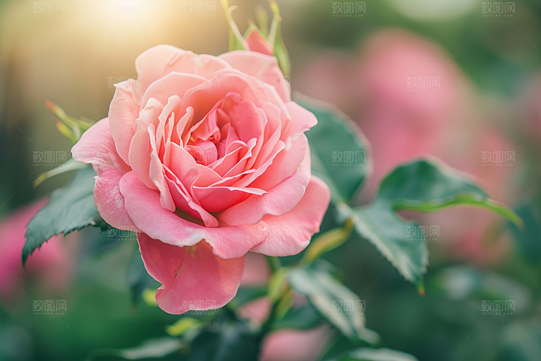 月季花藤月唯美素材