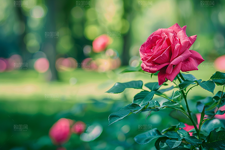 月季花唯美彩色素材