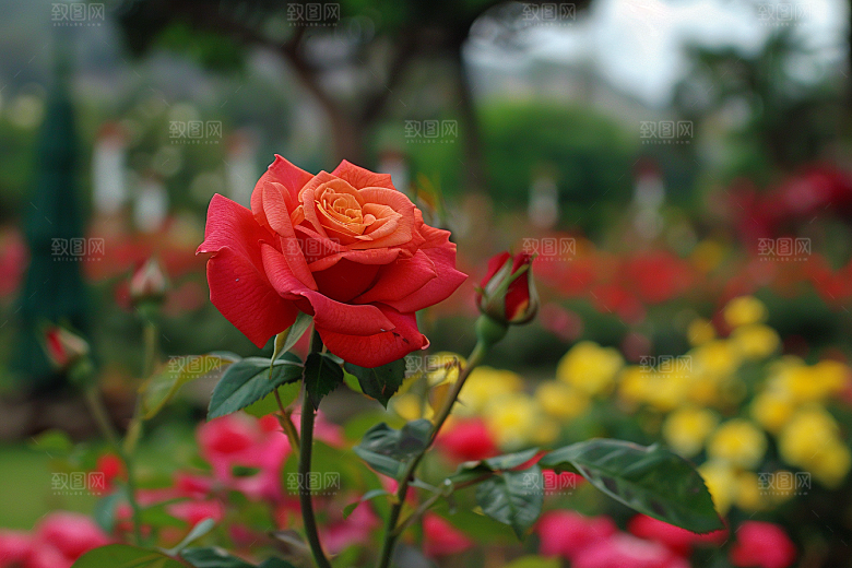 月季花藤月彩色素材