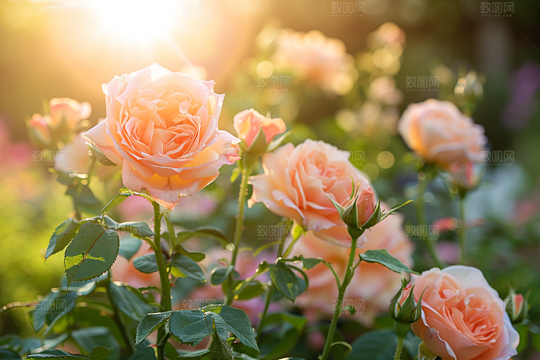 月季花唯美彩色素材