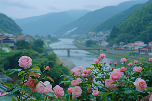 月季花植物花朵素材