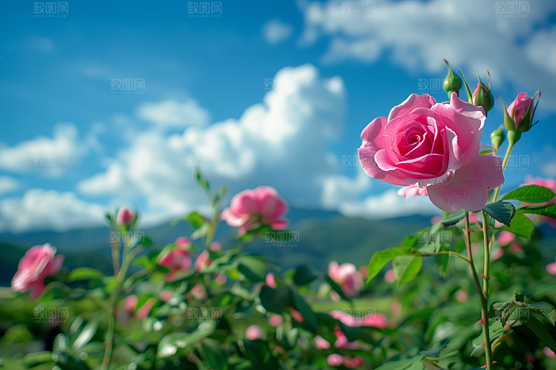 月季花花卉花朵素材