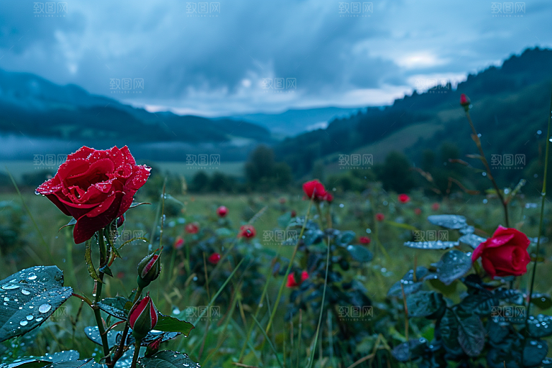 月季花蔷薇藤月素材