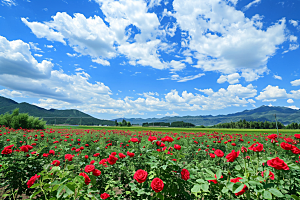月季花欧月彩色素材