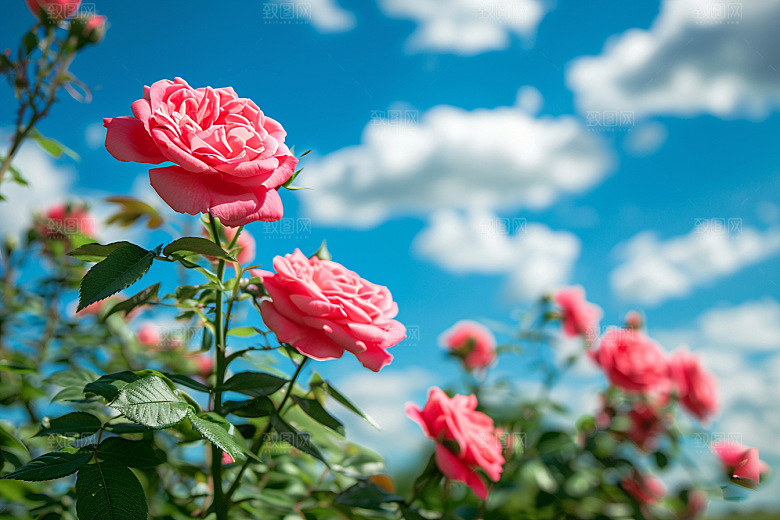 月季花欧月藤月素材