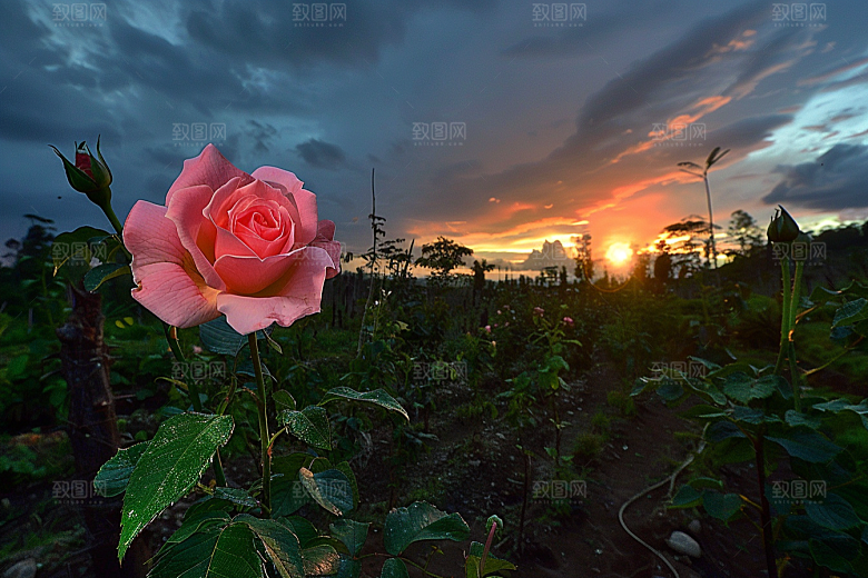 月季花蔷薇玫瑰素材