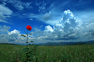 月季花高清唯美素材