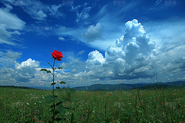 月季花高清唯美素材
