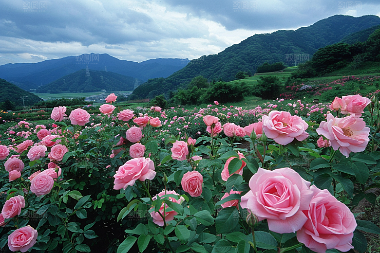 月季花花朵彩色素材