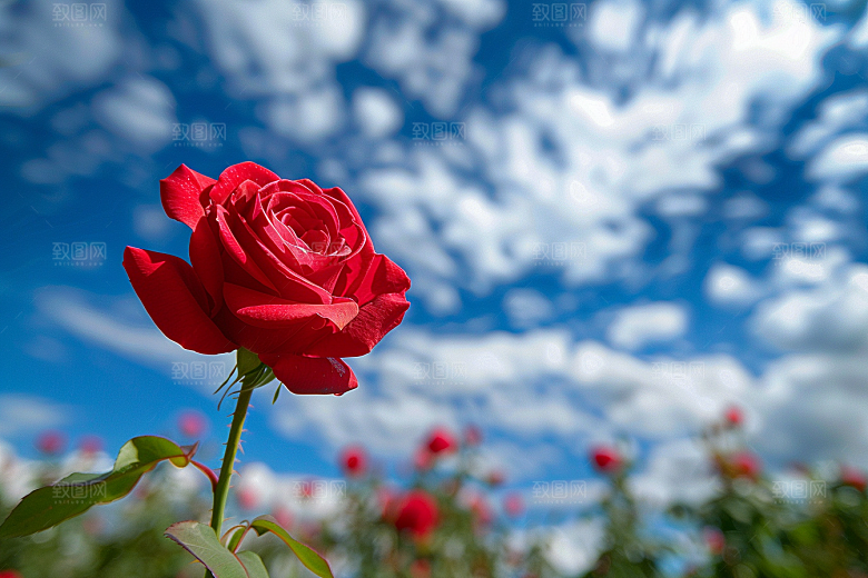 月季花藤月花朵素材