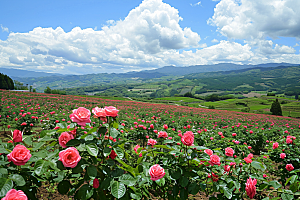月季花高清彩色素材