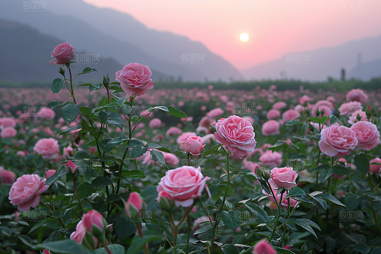 月季花玫瑰唯美素材