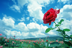月季花花朵藤月素材