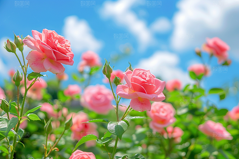月季花蔷薇花卉素材