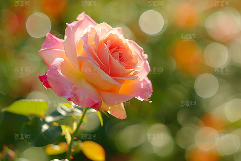 月季花唯美花朵素材