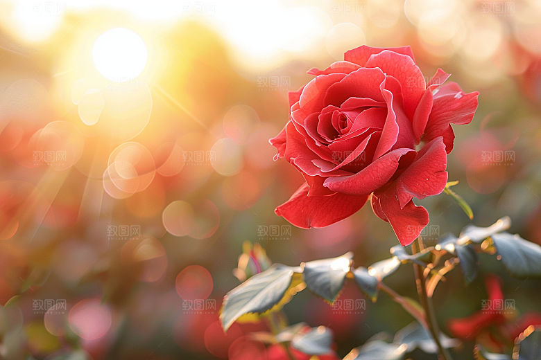 月季花藤月欧月素材