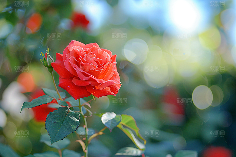 月季花花卉欧月素材