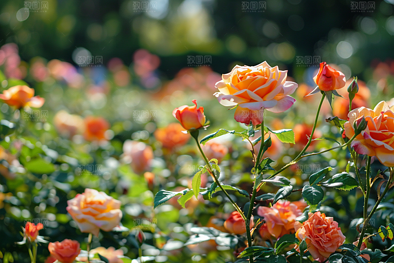 月季花花朵玫瑰素材