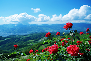 月季花玫瑰彩色素材