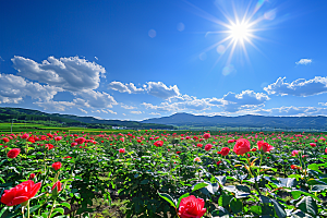 月季花花朵唯美素材