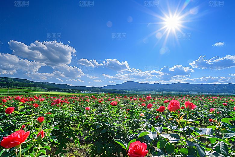 月季花花朵唯美素材
